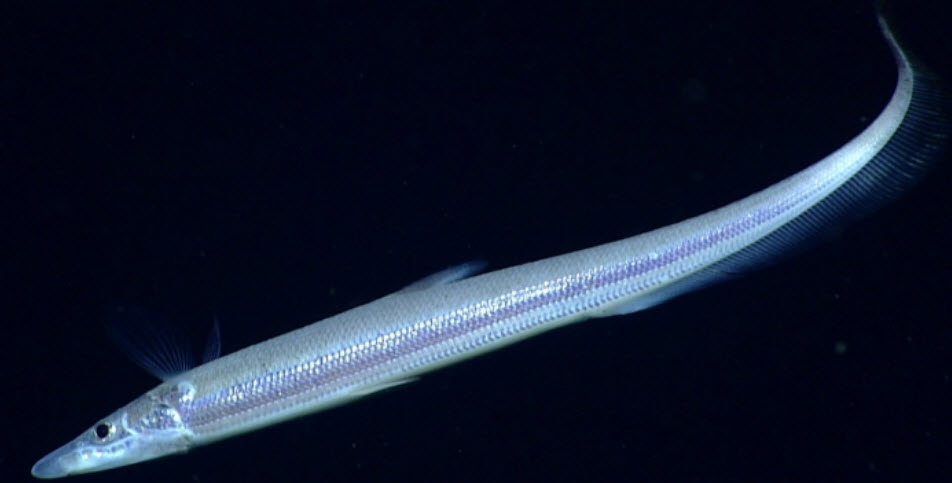 Halosaurus guentheri_04.jpg